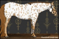 Horse Color:Chestnut Pearl Near Leopard 