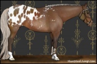 Horse Color:Silver Bay Appaloosa 