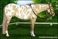 Horse Color:Chocolate Palomino Dun Near Leopard 