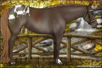 Horse Color:Liver Chestnut Appaloosa 