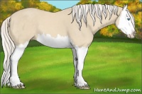 Horse Color:Cremello Splash 