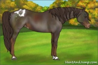 Horse Color:Liver Chestnut Appaloosa 
