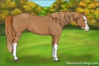 Horse Color:Red Roan Splash 