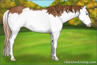 Horse Color:Chestnut Splash