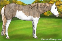 Horse Color:Red Ice Roan Splash 