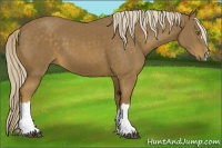 Horse Color:Chocolate Palomino 