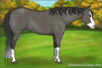 Horse Color:Grullo Splash 