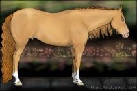 Horse Color:Gold Champagne