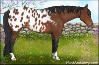 Horse Color:Bay Appaloosa Rabicano