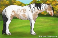 Horse Color:Bay Ice Roan Dun Tobiano 