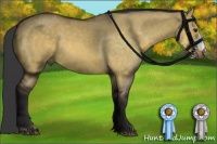 Horse Color:Buckskin Dun 