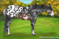 Horse Color:White Spotted Brown Frame Appaloosa 