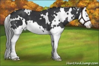 Horse Color:White Spotted Black Sabino Splash