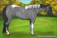 Horse Color:Blue Roan Tobiano