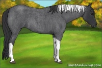 Horse Color:Blue Roan Tobiano
