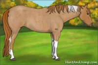 Horse Color:Red Roan Tobiano 