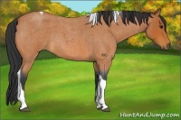 Horse Color:Bay Roan Tobiano 