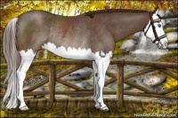 Horse Color:Liver Chestnut Splash Rabicano 