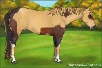Horse Color:Bay  and Gold Champagne 