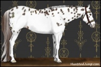 Horse Color:Liver Chestnut Splash Frame Appaloosa