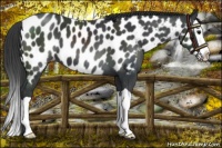 Horse Color:Black Splash Near Leopard 