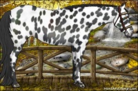 Horse Color:Black Near Leopard 