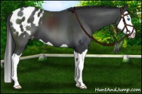 Horse Color:Black Splash Appaloosa 