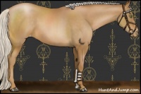 Horse Color:Silver Bay Pearl Appaloosa 