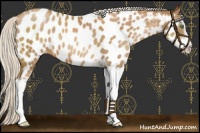 Horse Color:Silver Bay Pearl Sabino Near Leopard
