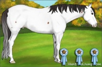 Horse Color:Bay Splash Appaloosa 