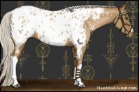 Horse Color:Silver Brown Pearl Near Leopard 