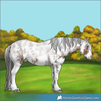 Horse Color:Liver Chestnut Sabino