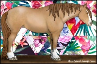 Horse Color:Brown Pearl Sabino 