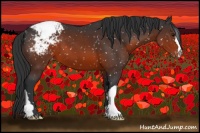 Horse Color:Brown Appaloosa 