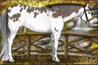 Horse Color:Brown Roan Sabino Splash Near Leopard 