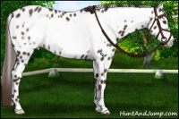 Horse Color:Liver Chestnut Frame Appaloosa 