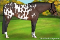 Horse Color:Brown Roan Appaloosa