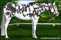 Horse Color:Black Splash Leopard 