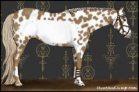 Horse Color:Chocolate Palomino Frame Near Leopard 