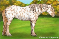 Horse Color:Gold Champagne Appaloosa  and Gold Champagne Appaloosa Rabicano 