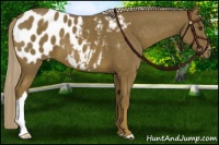 Horse Color:Chocolate Palomino Appaloosa