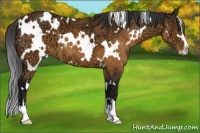 Horse Color:White Spotted Buckskin Ice Sabino 