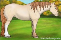 Horse Color:Buckskin Pearl 