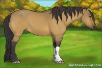 Horse Color:Buckskin Dun