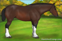 Horse Color:Gray Bay 