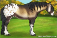 Horse Color:Brown Onyx Appaloosa 