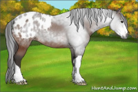 Horse Color:Gray Bay Appaloosa