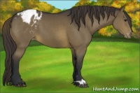 Horse Color:Buckskin Appaloosa 