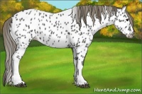 Horse Color:Smoky Black Appaloosa 