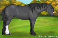 Horse Color:Black Chinchilla 